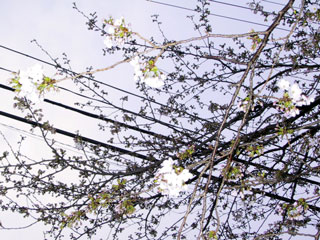 桜 桜