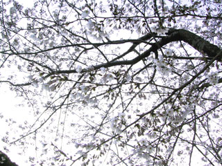桜 桜