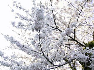 桜 桜