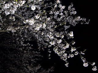 夜桜 夜桜